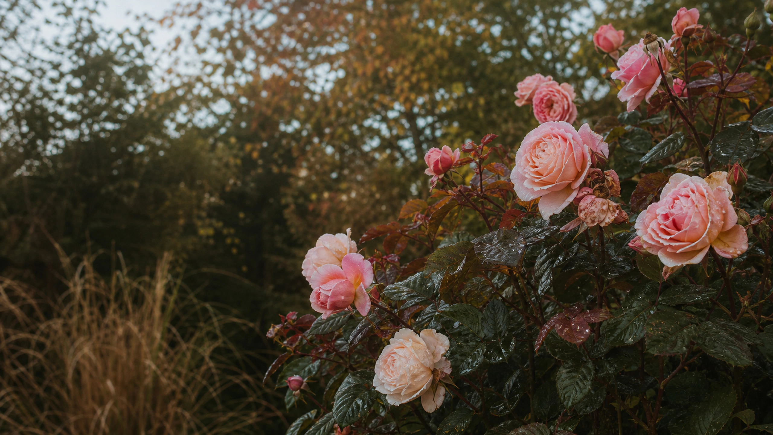 Late-season roses among copper leaves under restrained afternoon light, original 4K flowers wallpaper