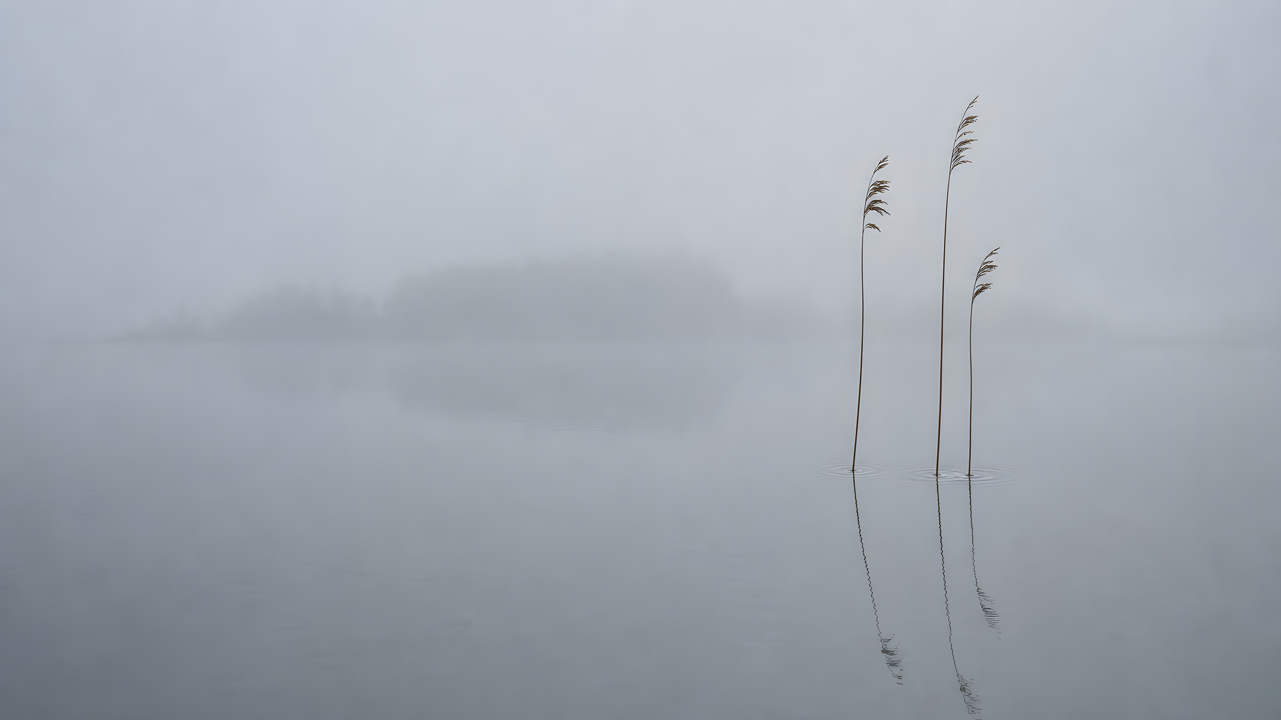 Three slender reeds emerging from a perfectly calm remote lake while a faint low island dissolves into silver-gray morning fog, original 4K minimal wallpaper