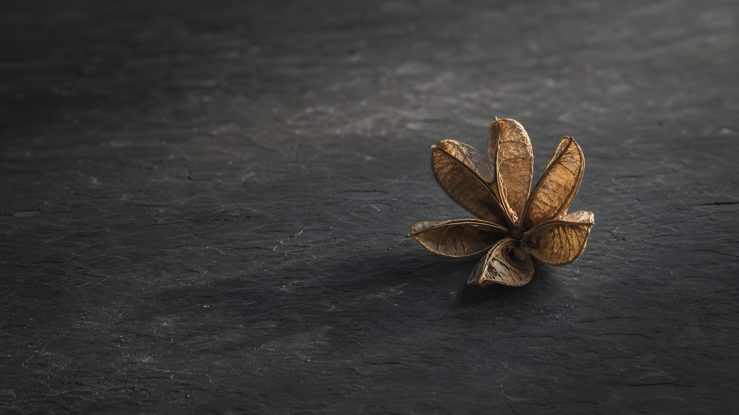 One complete dried seed pod resting on a broad charcoal slate slab as a narrow morning beam extends its branching shadow across empty stone, original 4K minimal wallpaper