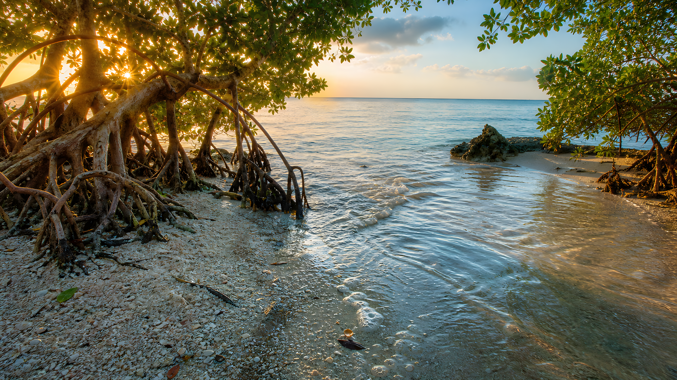 Mature red-mangrove root arches meeting a narrow shell-sand strand where a clear tidal creek enters calm blue-green sea at sunrise, original 4K beaches wallpaper